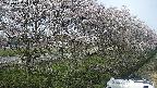 ochiai4-20250422141059.jpg