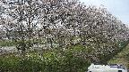 ochiai4-20250422154102.jpg