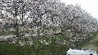 ochiai4-20250422174058.jpg