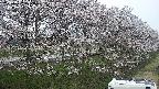 ochiai4-20250422181058.jpg