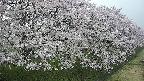 ochiai4-20250426051220.jpg