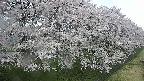 ochiai4-20250426060219.jpg