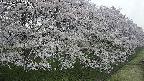 ochiai4-20250426073229.jpg