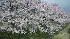 ochiai4-20250426091229.jpg