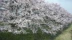 ochiai4-20250426113224.jpg