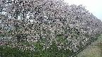 ochiai4-20250429050237.jpg