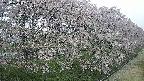 ochiai4-20250429051239.jpg