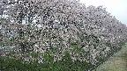 ochiai4-20250429052227.jpg