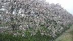 ochiai4-20250429053225.jpg