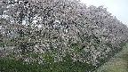 ochiai4-20250429054234.jpg