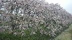 ochiai4-20250429055223.jpg
