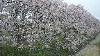 ochiai4-20250429062228.jpg