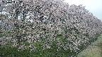 ochiai4-20250429063231.jpg