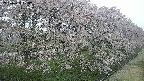 ochiai4-20250429064234.jpg