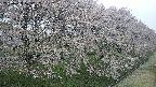 ochiai4-20250429065225.jpg