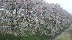 ochiai4-20250429072229.jpg