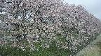 ochiai4-20250429073225.jpg