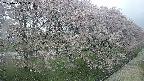 ochiai4-20250429074153.jpg