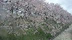 ochiai4-20250429081154.jpg