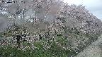 ochiai4-20250429091232.jpg