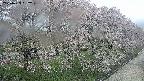 ochiai4-20250429092227.jpg