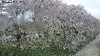 ochiai4-20250429093223.jpg