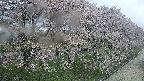 ochiai4-20250429094231.jpg