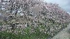 ochiai4-20250429095223.jpg