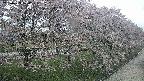 ochiai4-20250429100232.jpg