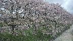 ochiai4-20250429102228.jpg