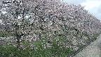 ochiai4-20250429103225.jpg