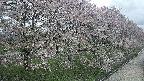 ochiai4-20250429105232.jpg