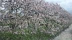 ochiai4-20250429112226.jpg
