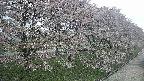 ochiai4-20250429113228.jpg