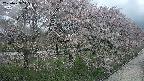 ochiai4-20250429115221.jpg