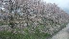 ochiai4-20250429121225.jpg