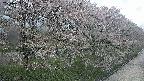 ochiai4-20250429130223.jpg