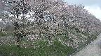 ochiai4-20250429131215.jpg