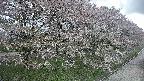 ochiai4-20250429132224.jpg