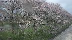 ochiai4-20250429135200.jpg