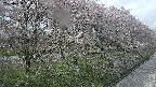 ochiai4-20250429140208.jpg