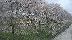 ochiai4-20250429142158.jpg