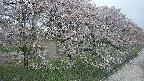 ochiai4-20250429143158.jpg