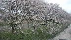 ochiai4-20250429144214.jpg