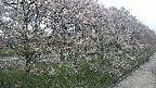 ochiai4-20250429150224.jpg