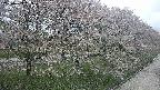 ochiai4-20250429153224.jpg