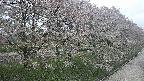ochiai4-20250429155213.jpg