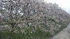 ochiai4-20250429160218.jpg