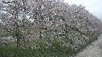 ochiai4-20250429161158.jpg