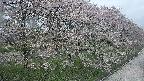 ochiai4-20250429163207.jpg